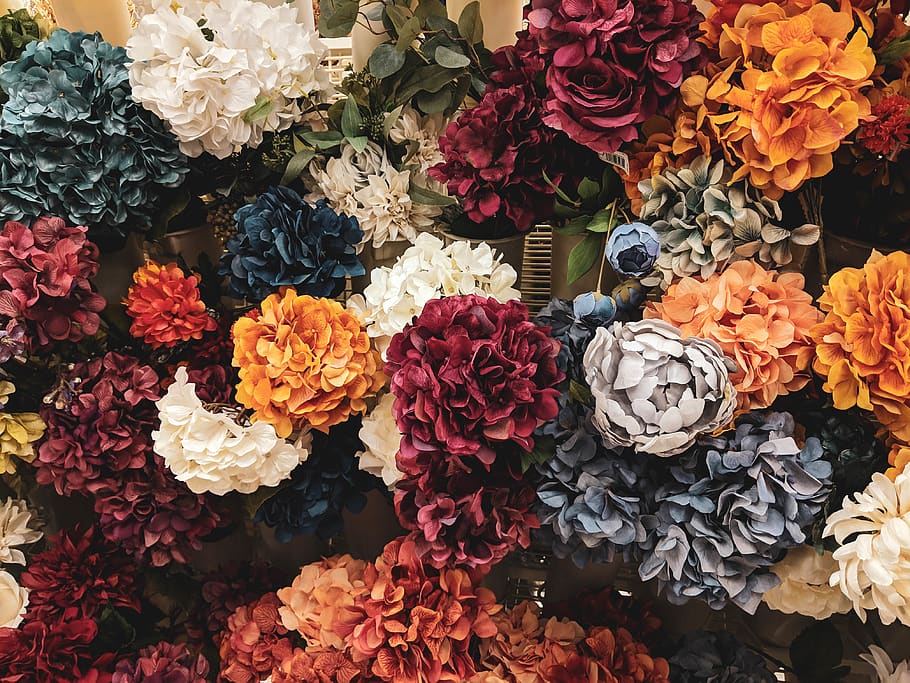 Dark Flowers Flowering Plant