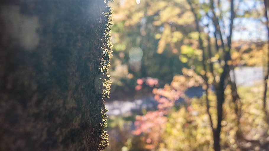 tree, trees, forest, makro, blur, green, woods, day, life, plant HD wallpaper
