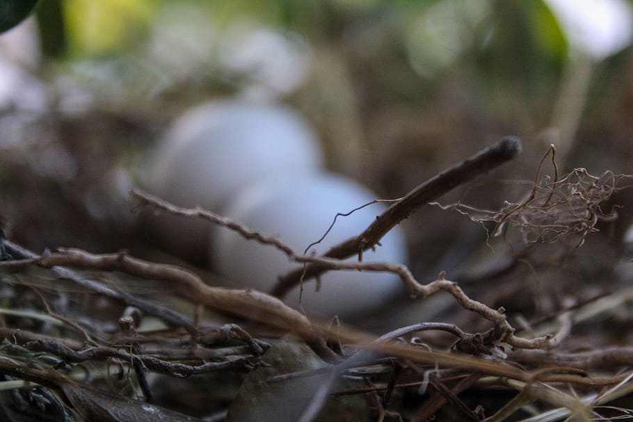 ecuador, quito, eggs, blur, branches, bird, plant, selective focus HD wallpaper