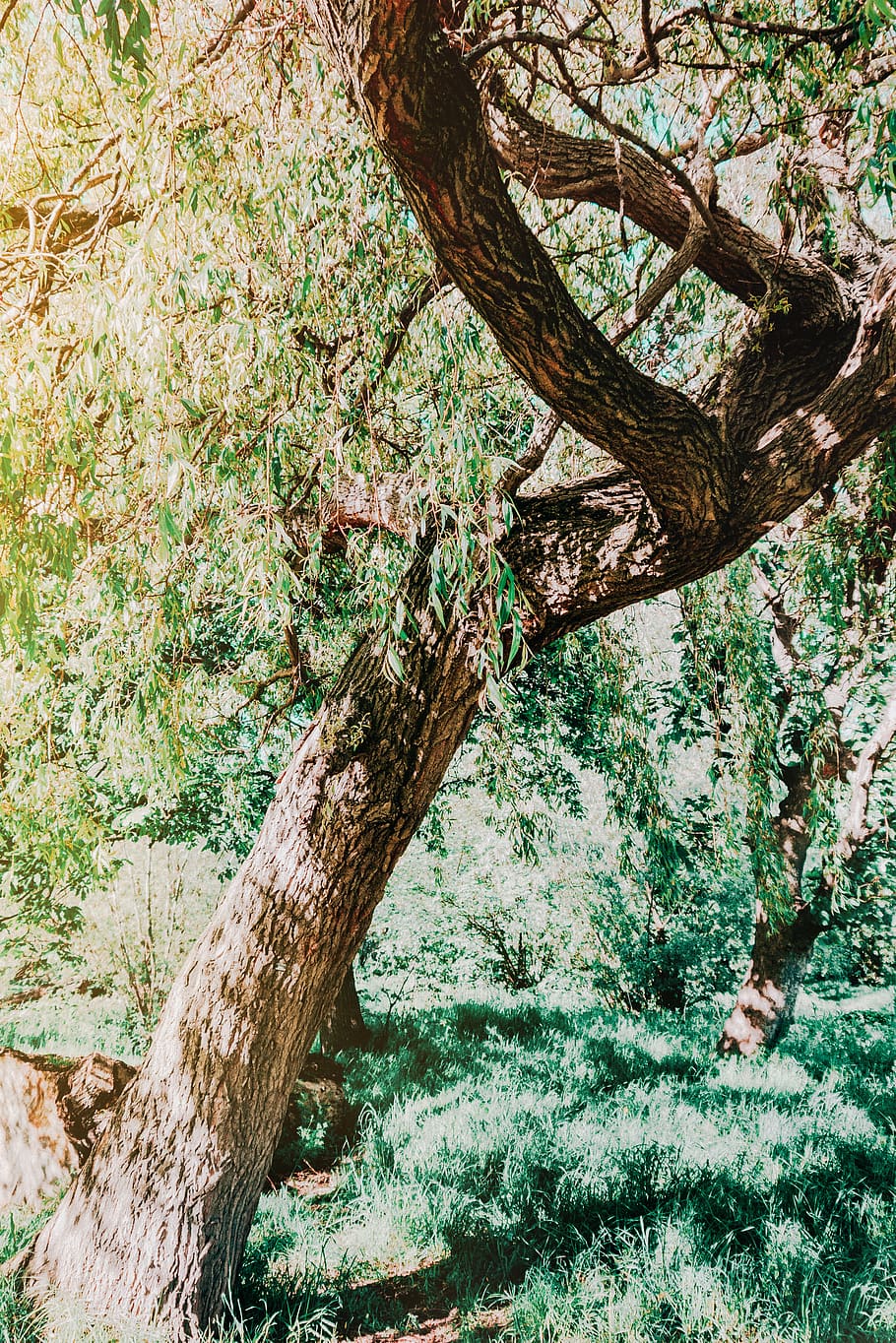 Green Leafed Tree, bark, branch, branches, daylight, environment HD wallpaper