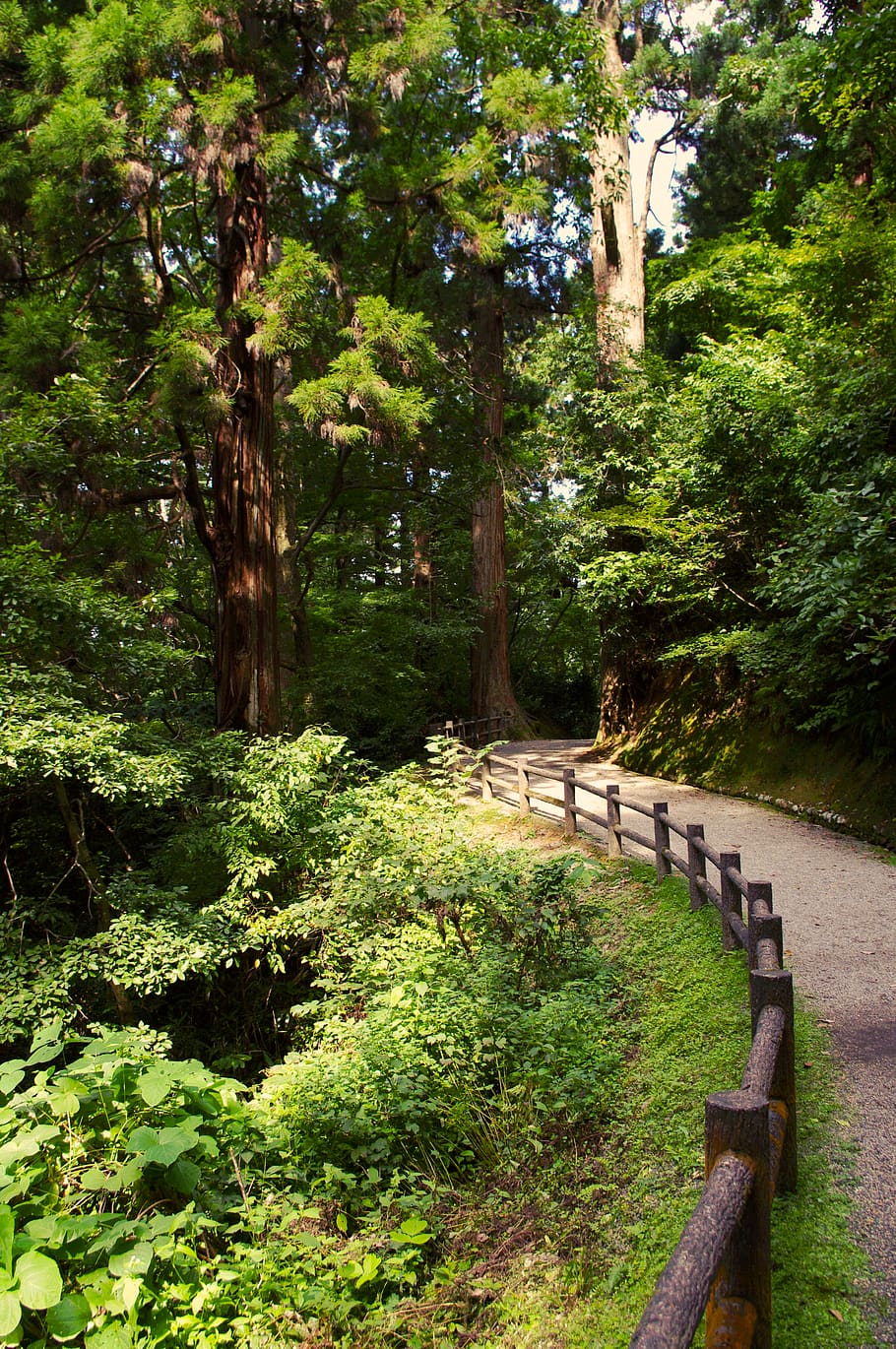trees, forest, plant, green color, growth, nature, day, lush foliage HD wallpaper
