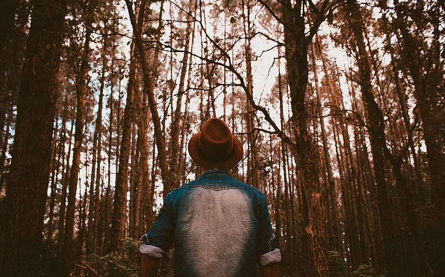 man staring up surrounded by trees taken at daytime, male, guy HD wallpaper
