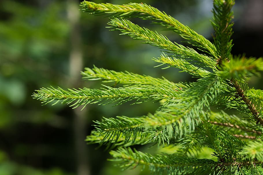 Green Pine Tree Leaf Closeup Photography during Daytime, blur HD wallpaper