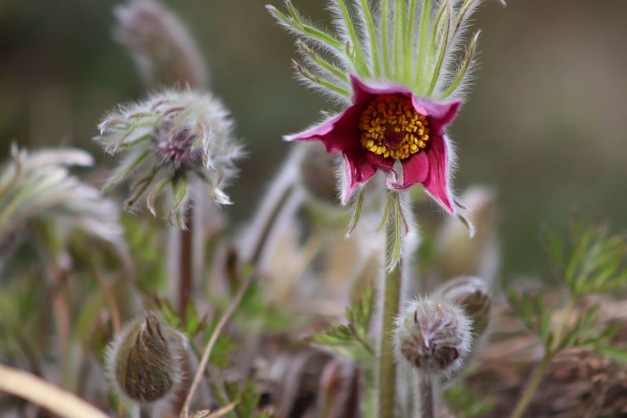 pasqueflower, pasque flower, flowers, bud, violet, yellow, stamens HD wallpaper