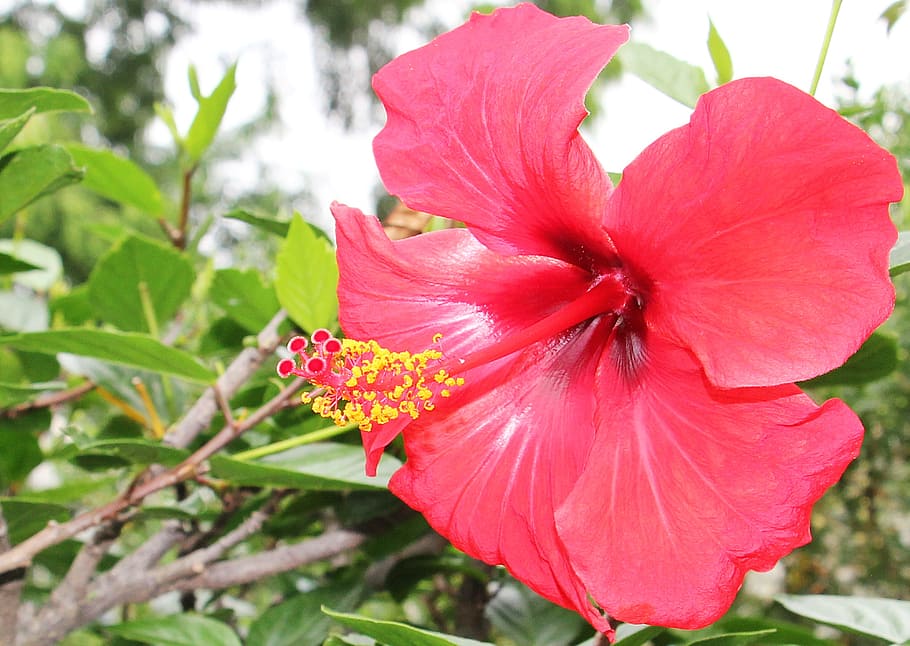 hibiscus, macro, fresh, flower, nature, fragrance, garden, blooming HD wallpaper