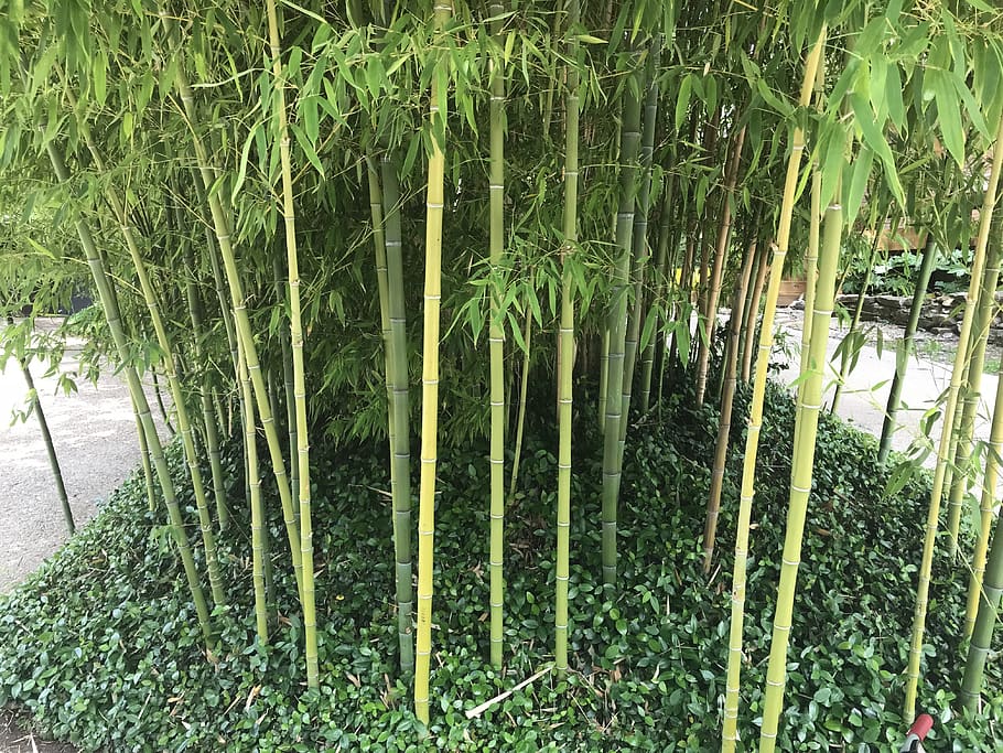 bamboo, trees, green, ivy, nature, plant, growth, green color HD wallpaper