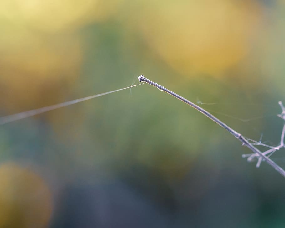 spring, closeup, macro, net, twig, forest, nature, outdoor HD wallpaper