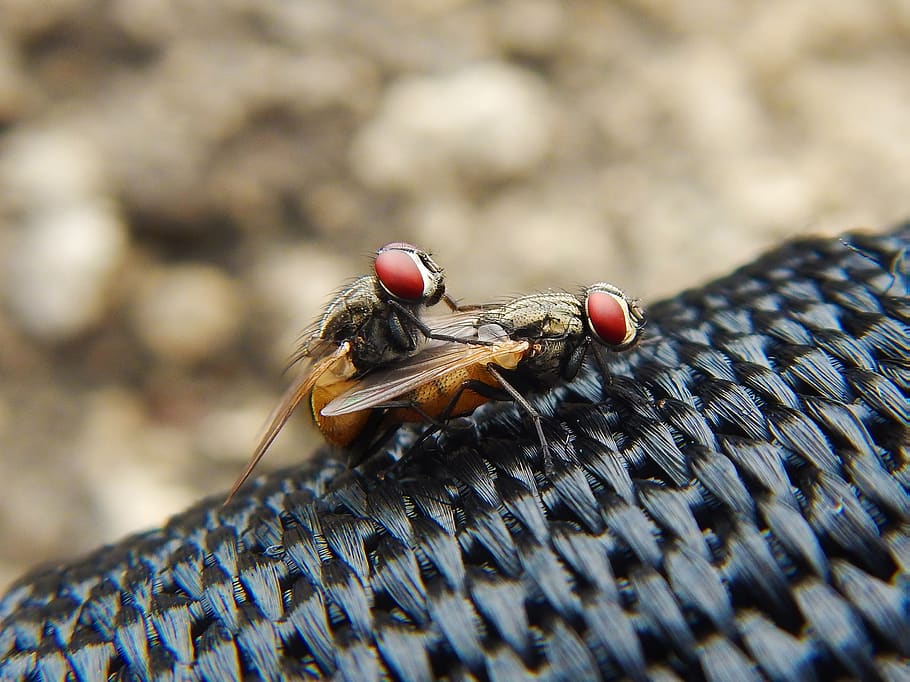 flies, insects, plague, flying, animals, wing, fast, reproduction HD wallpaper