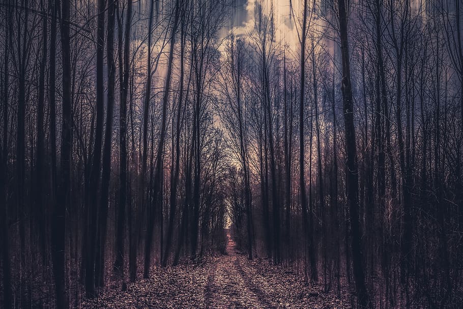 forest, nature, trees, path, secret, scenic, wood, fantasy HD wallpaper