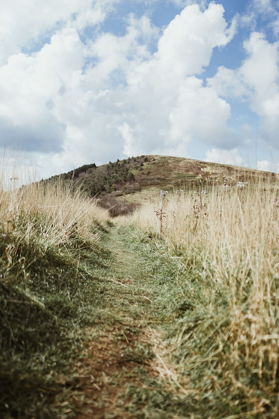 green grass on ground covered pathway, cloud - sky, land, landscape HD wallpaper