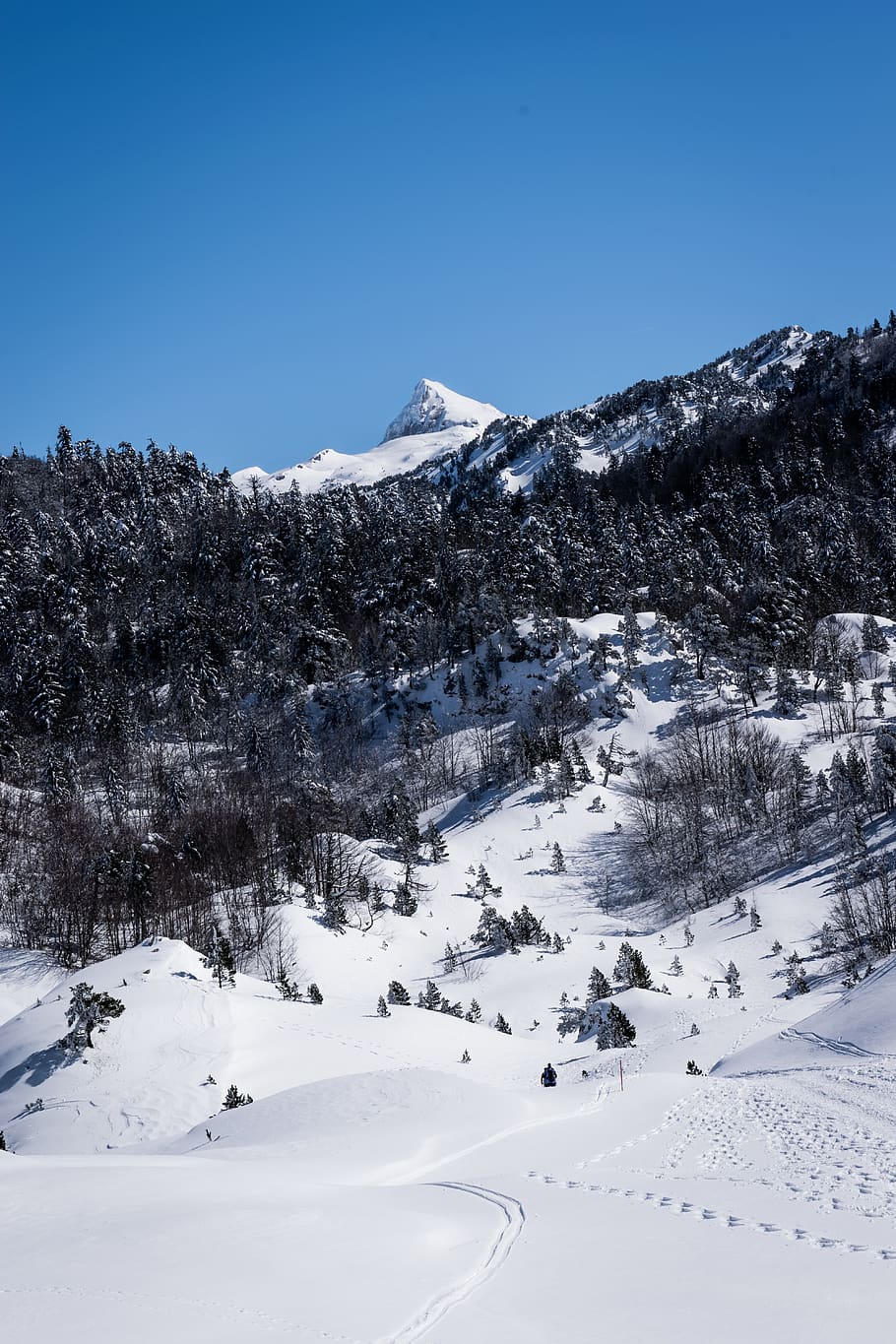 trees, mountain, forest, winter, snow, peak, summet, cold temperature HD wallpaper