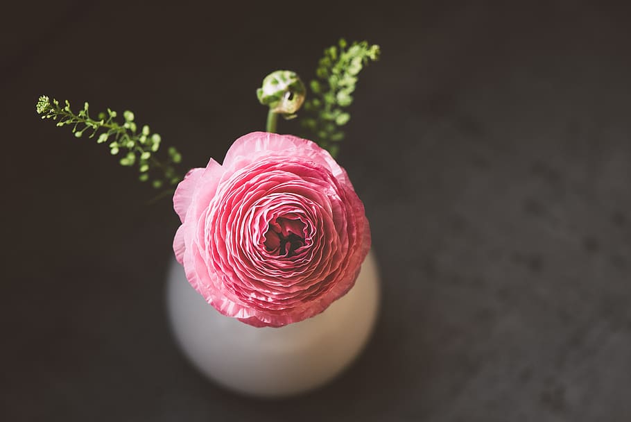 ranunculus, flower, blossom, bloom, spring flower, close up HD wallpaper