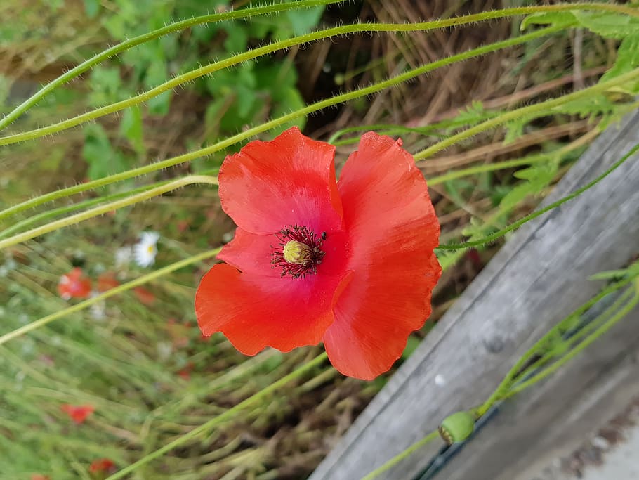 flower, red, farm, macro, close-up, petal, detail, photography HD wallpaper