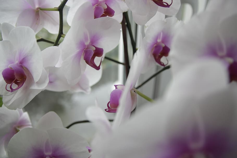 flowers, bloom, orchid, flowering plant, beauty in nature, freshness HD wallpaper