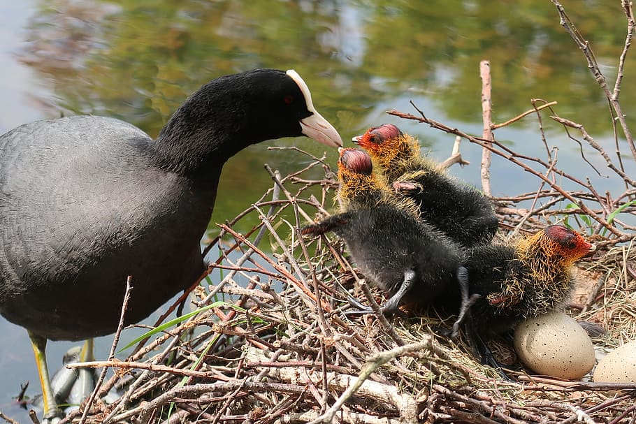 coot, nest, young, chick, spring, hatch, egg, poultry, bird HD wallpaper