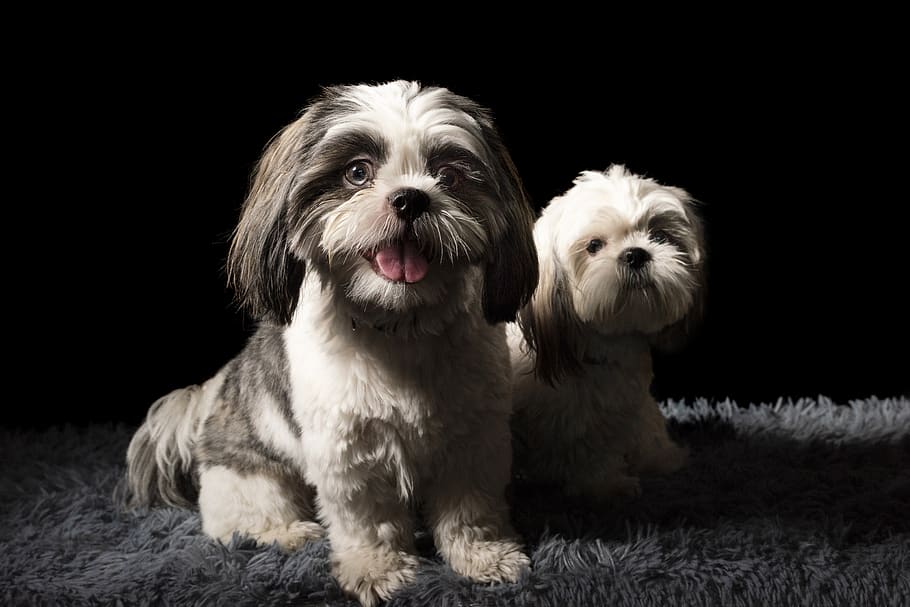 two long-coated puppies, pets, domestic, mammal, domestic animals HD wallpaper
