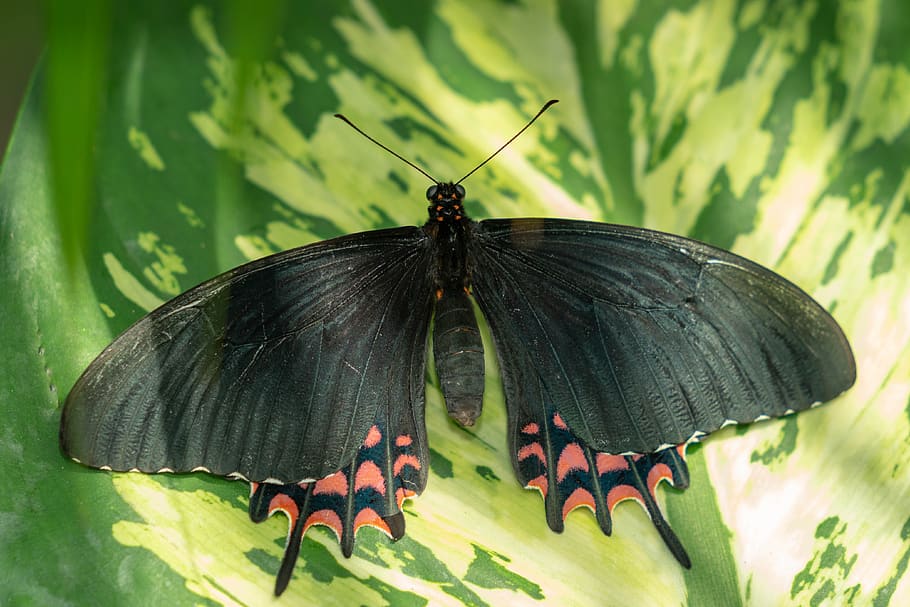 butterfly, conservatory, wing, tropical, colorful, nature, insect HD wallpaper