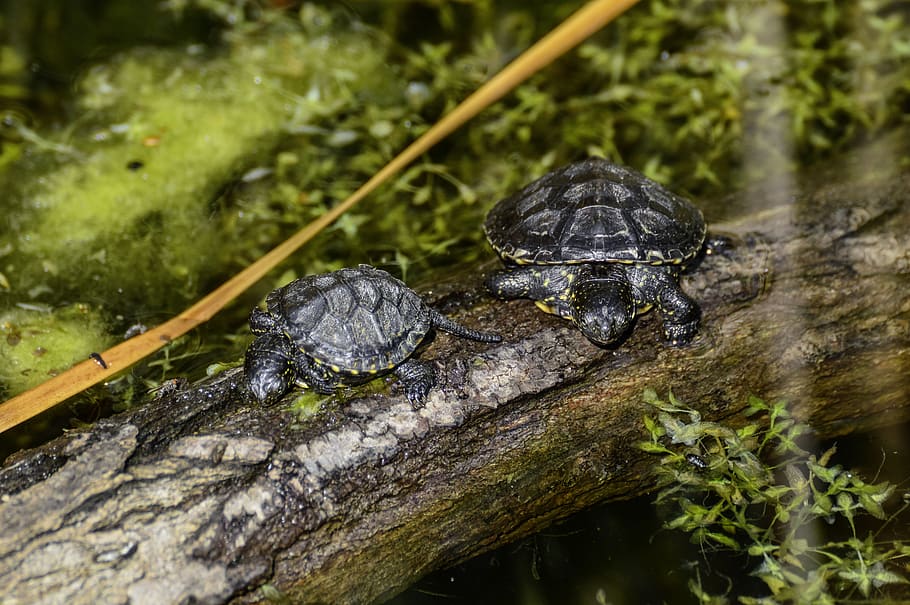marsh turtle, emys orbicularis, pond, reptile, water creature HD wallpaper