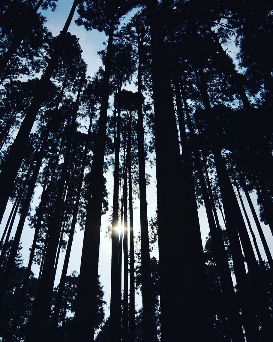 Silhouette Of Forest, backlit, conifer, nature, perspective, scenic HD wallpaper