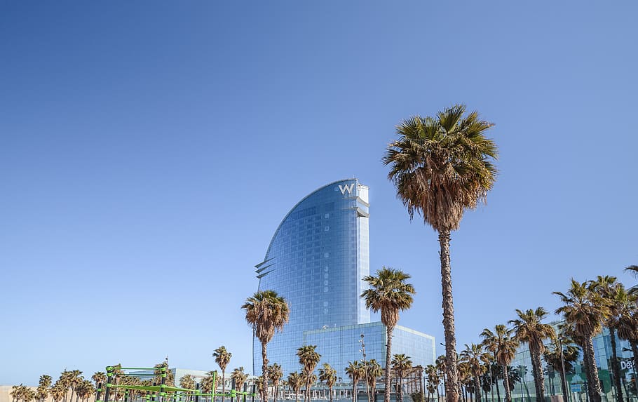 plant, tree, building, urban, city, town, high rise, palm tree HD wallpaper