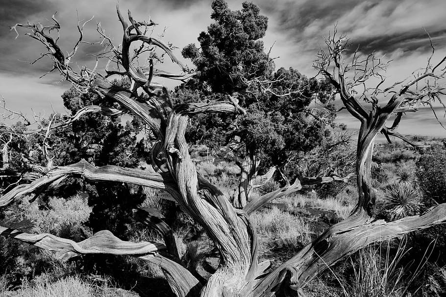 united states, carrizozo, black and white, ancient tree, new mexico, HD wallpaper
