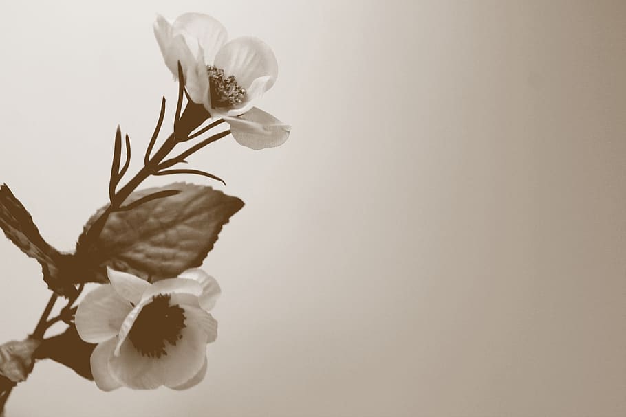 flower, flowering plant, fragility, vulnerability, beauty in nature HD wallpaper