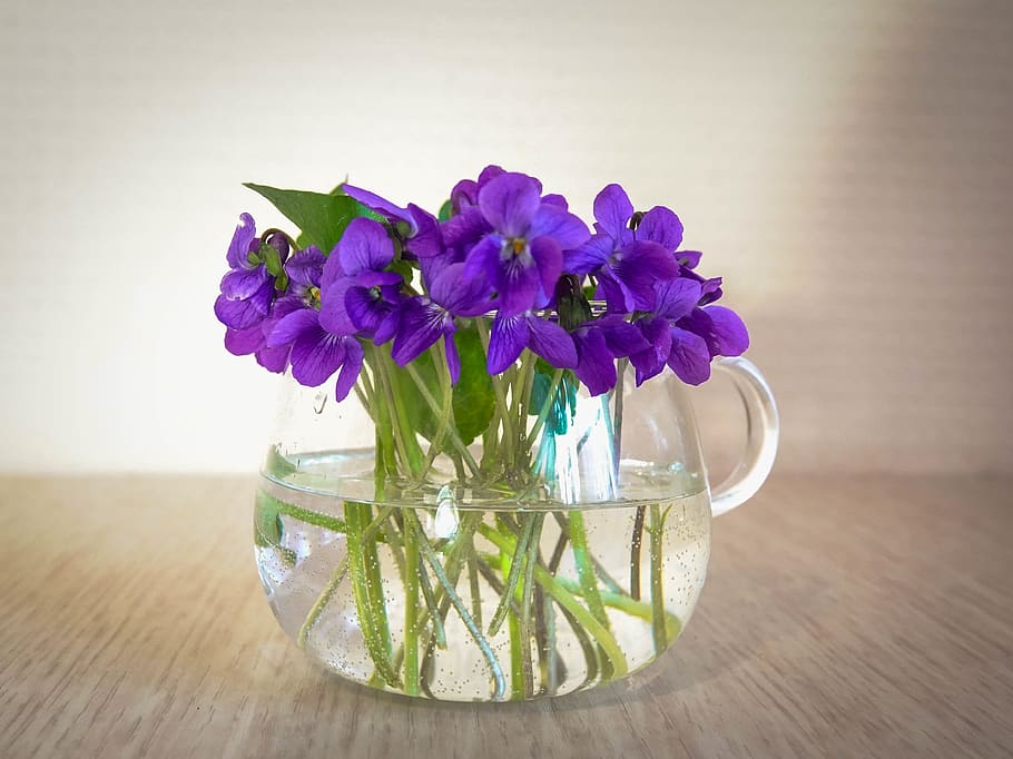 still-life, viola, flowers, spring, flowering plant, freshness HD wallpaper
