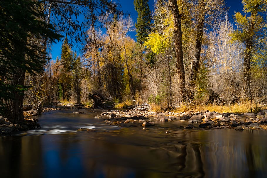river under blue sky, plant, tree, water, nature, outdoors, abies HD wallpaper