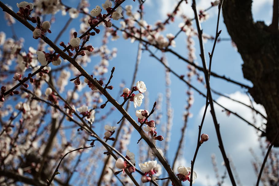 italy, blossom, tree, trees, spring, blue sky, flower, flowering plant HD wallpaper