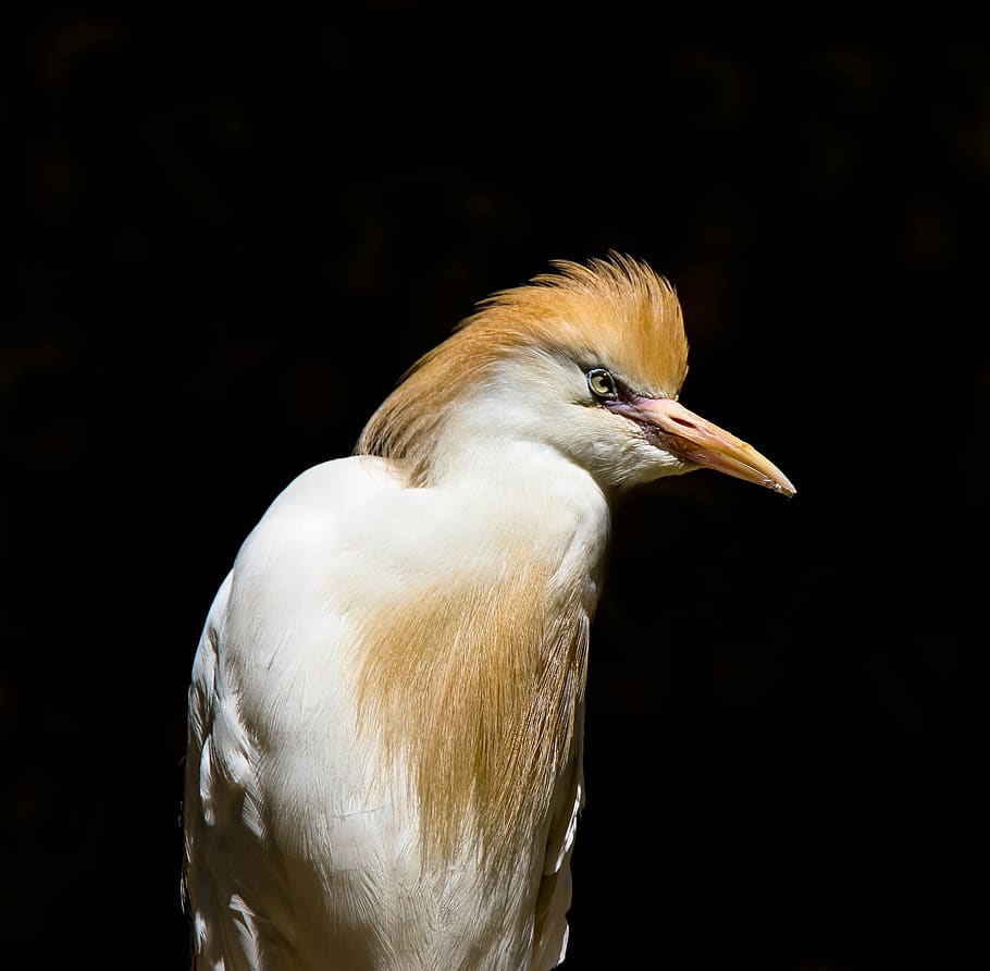 animals, bird, heron, cattle egret, feather, hood, spring jewelry, HD wallpaper