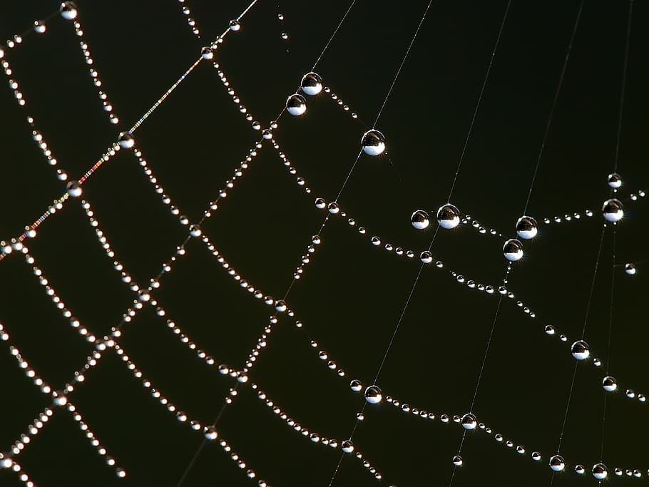 Water Dew on Spider Web, arachnid, close-up, cobweb, connection HD wallpaper