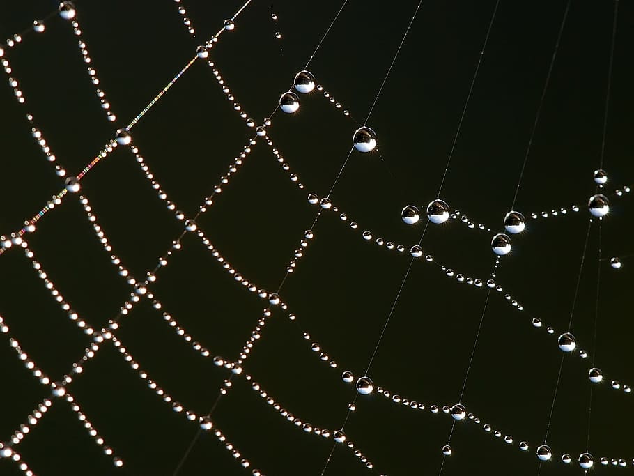 spider, web, nature, formation, dew, close-up, no people, full frame HD wallpaper