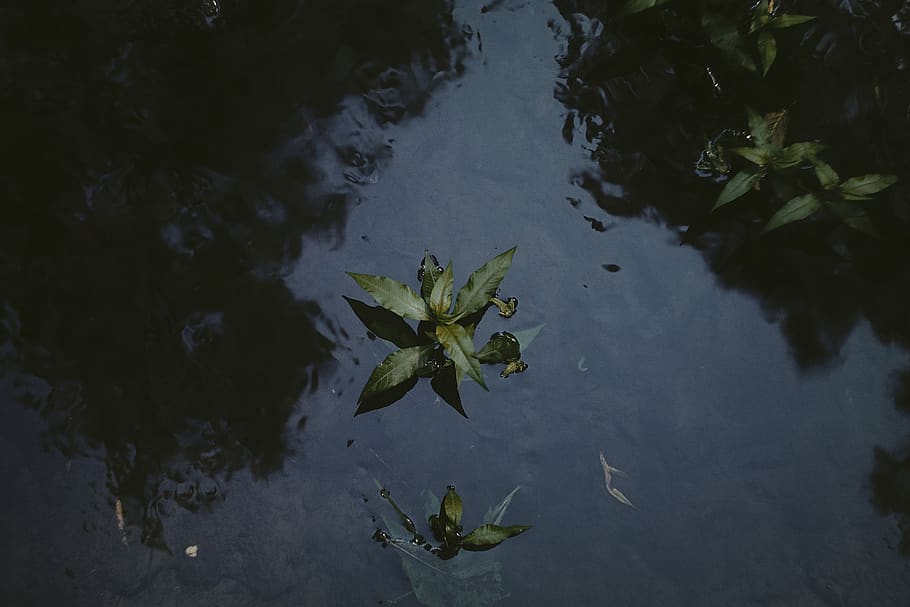 water, plant, blue, dark, reflaction, leaf, plant part, reflection HD wallpaper