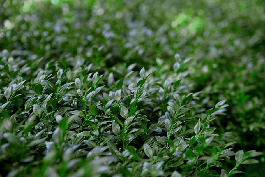 russia, growth, green color, plant, selective focus, nature HD wallpaper