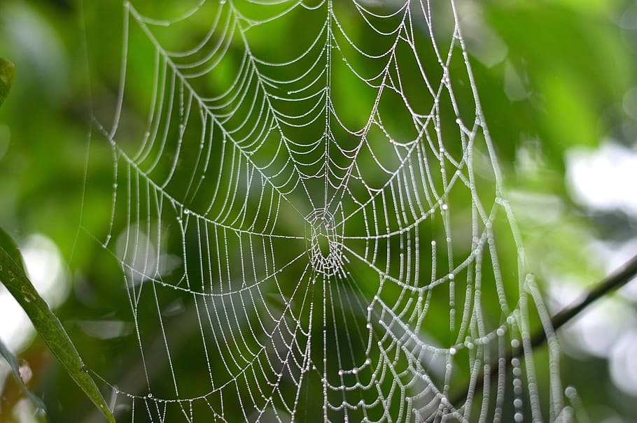 spider, web, nature, rocio, tropical, leaves, tree, forest, HD wallpaper