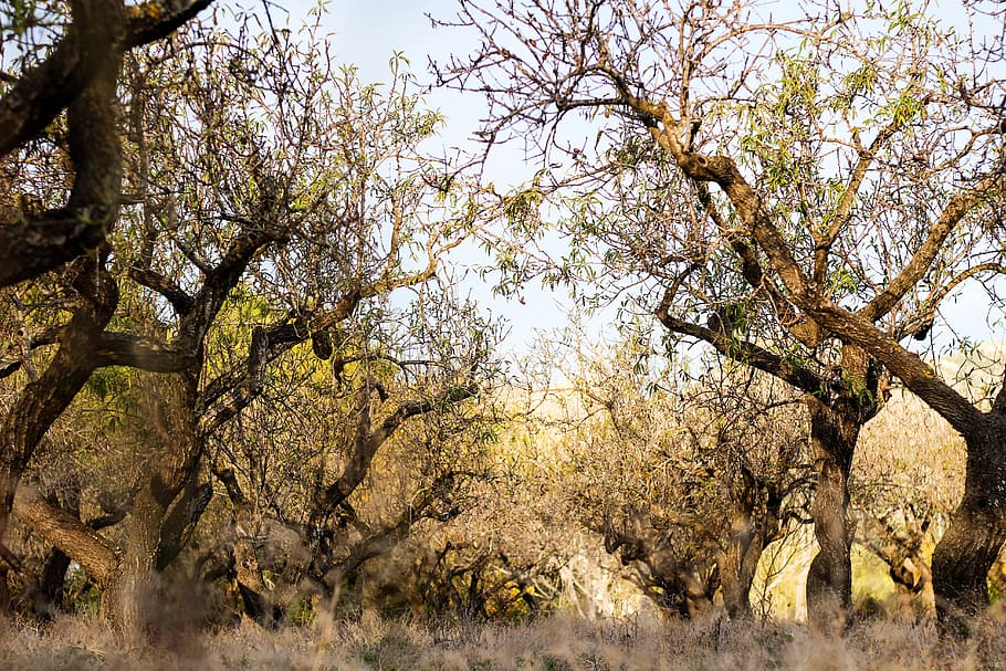 Photography of Tree Branches, dry, environment, forest, growth HD wallpaper