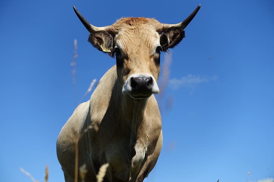 animal, cow, hypnosis, fields, livestock, ruminant, prairie HD wallpaper