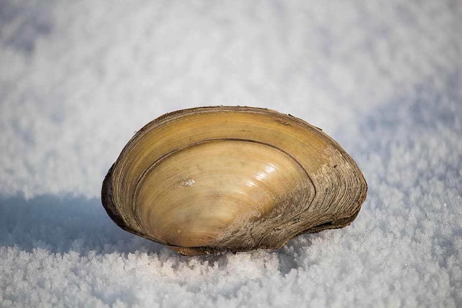shell, snow, river, winter, nature, cold, snowy, season, surface HD wallpaper
