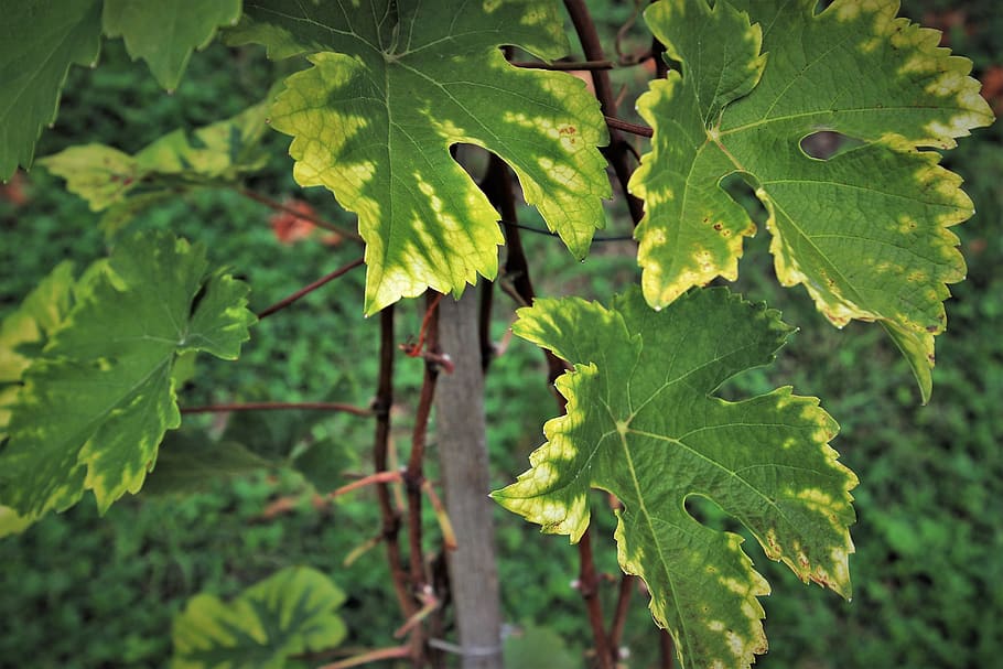 grapes, foliage, vineyard, vines, green, close up, in the fall HD wallpaper