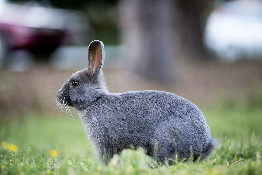 bunny, rabbit, grass, easter, cute, furry, brown, wild, meadow HD wallpaper