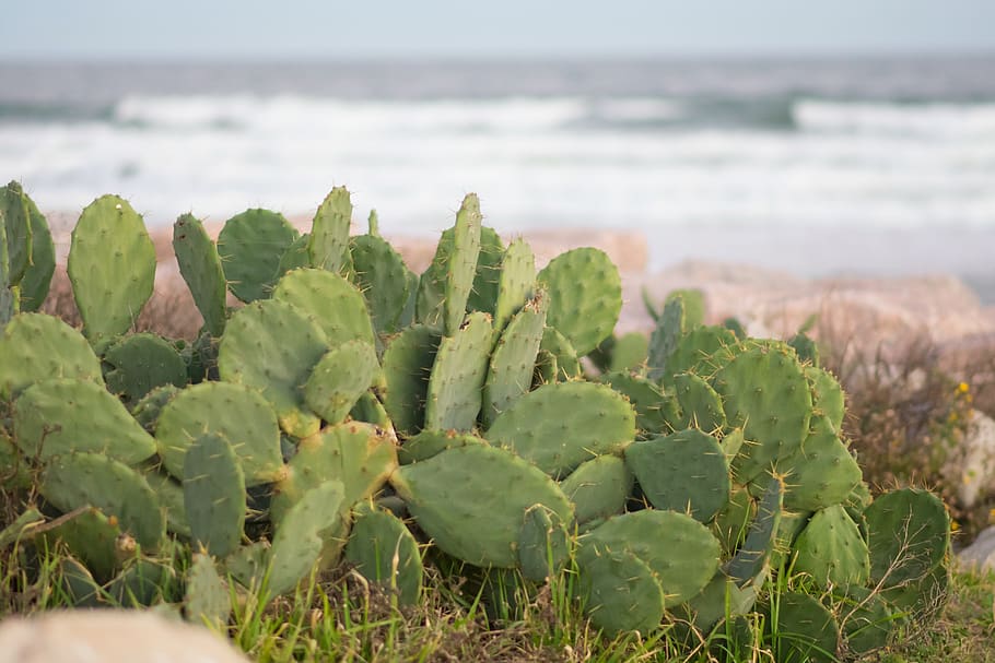 HD wallpaper: cactus, beach, nature, sand, sea, ocean, plant, natural