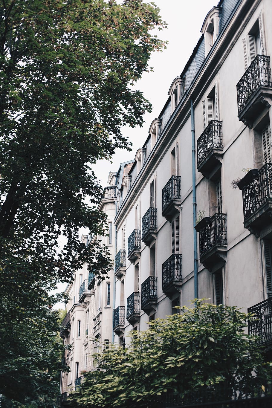 france, dijon, tree, style, white, building, city, plant, building exterior HD wallpaper