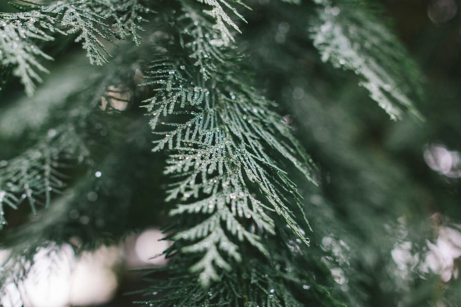 plant, tree, coniferous tree, pine tree, green color, pinaceae HD wallpaper