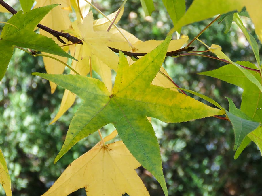 leaves, branches, plant part, leaf, growth, yellow, close-up HD wallpaper