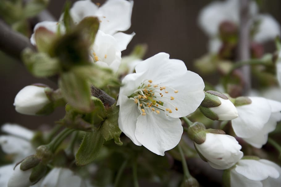 flower, spring, white, garden, macro, apple tree, flowering plant HD wallpaper