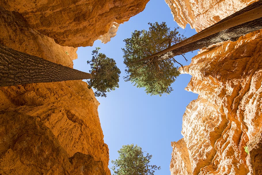 brice, canyon, rocks, trees, tree park, nature, rock - object HD wallpaper