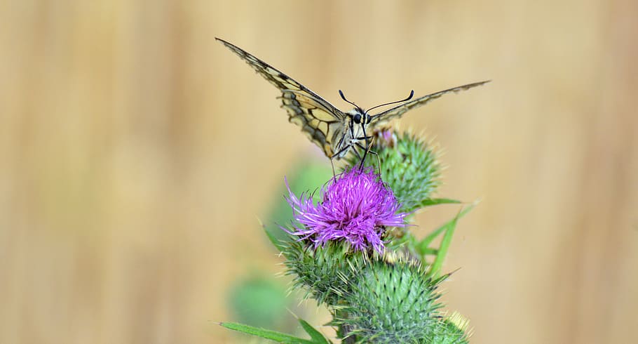 butterfly, dovetail, insect, acker thistle, nectar, summer HD wallpaper