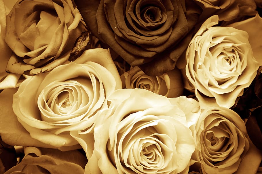 roses, flowers, love, vintage, sepia, valentine's day, mother's day, HD wallpaper