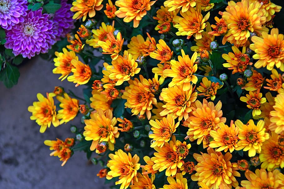 krizantén, yellow flower, yellow rizantém, autumn, fall flowers, HD wallpaper