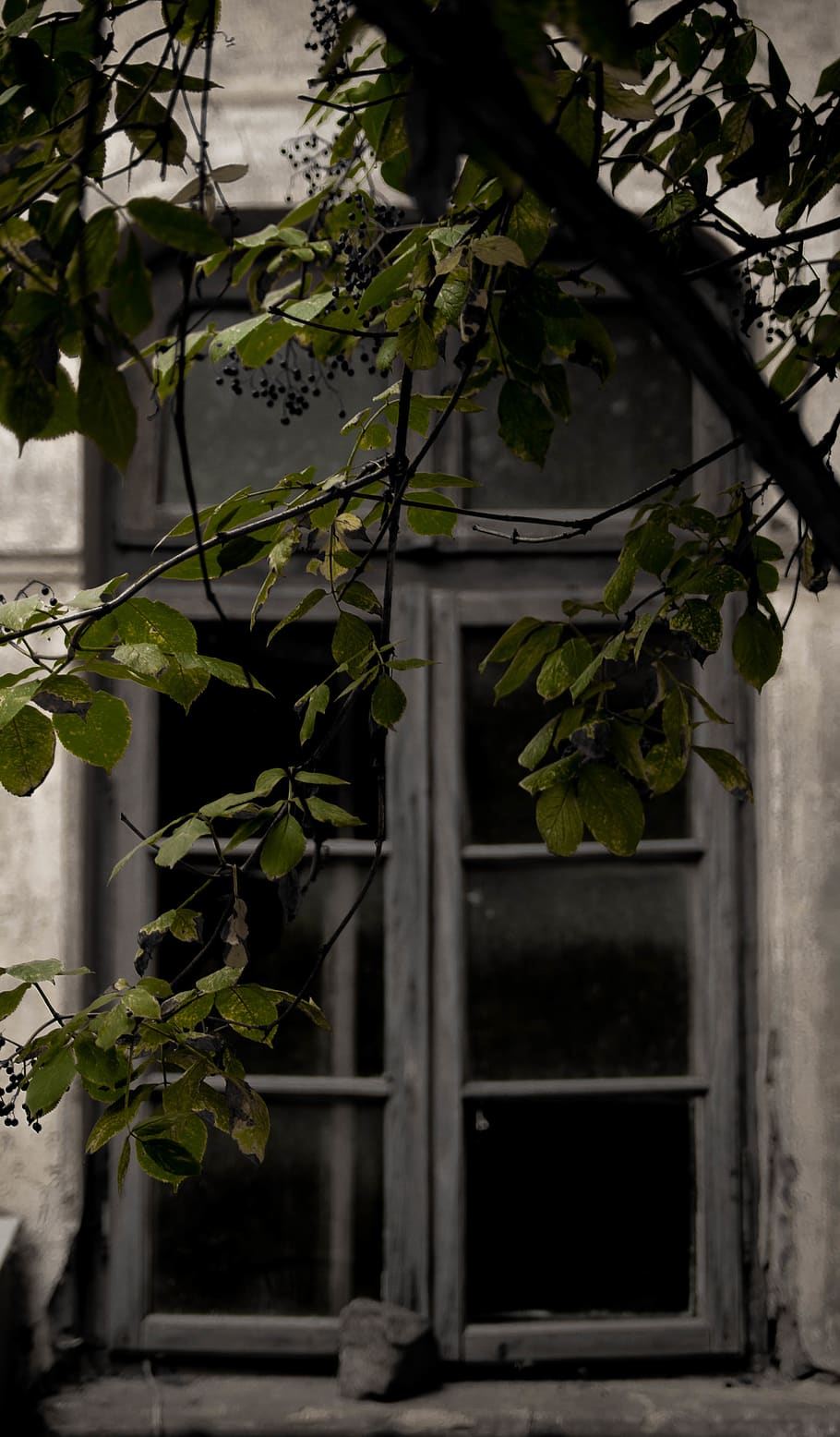 leaves, window, plant, architecture, leaf, plant part, built structure HD wallpaper